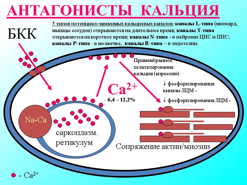 АНТАГОНИСТЫ КАЛЬЦИЯ БКК саркоплазм. ретикулум Сопряжение актин/миозин Са2+ Na-Ca - Ca2+ Примембранное хелататирование АНТАГОНИСТЫ КАЛЬЦИЯ БКК саркоплазм. ретикулум Сопряжение актин/миозин Са2+ Na-Ca - Ca2+ Примембранное хелататирование